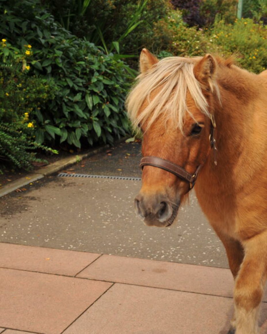 Pony Rides