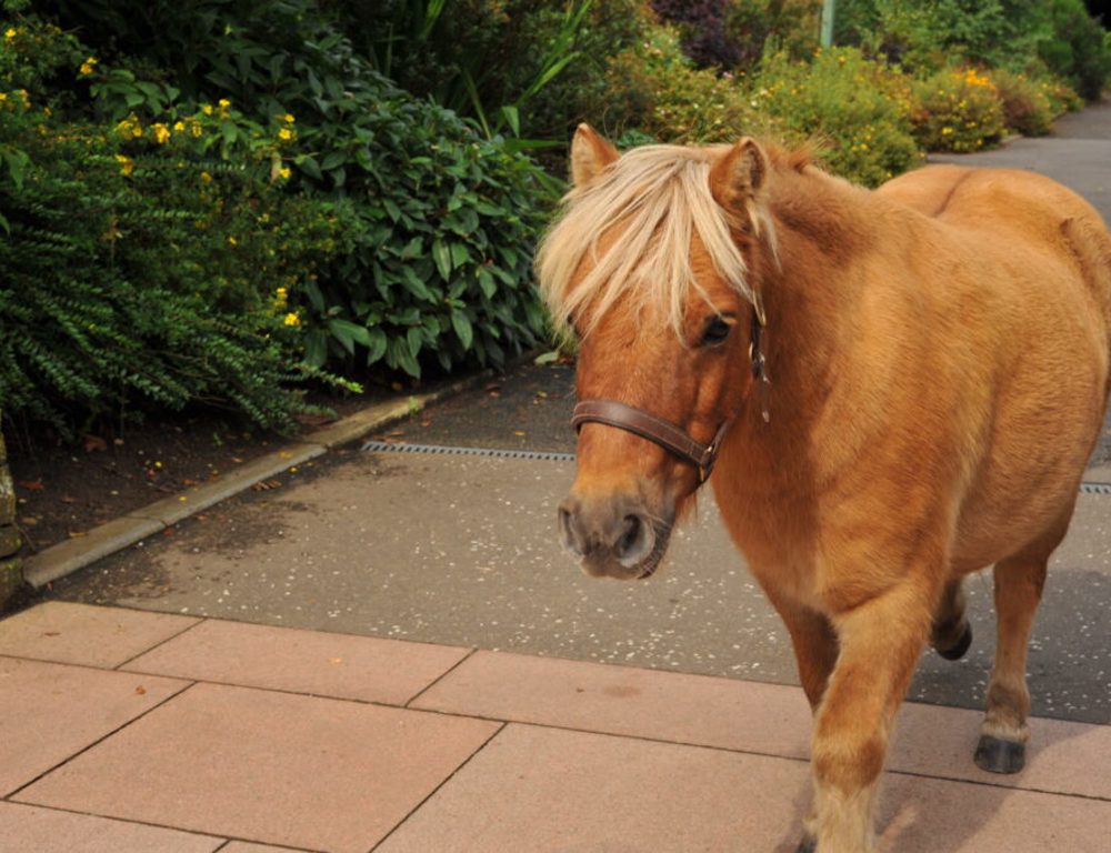 Pony Rides