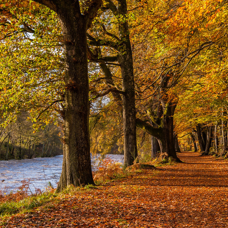 Lady Mary's walk