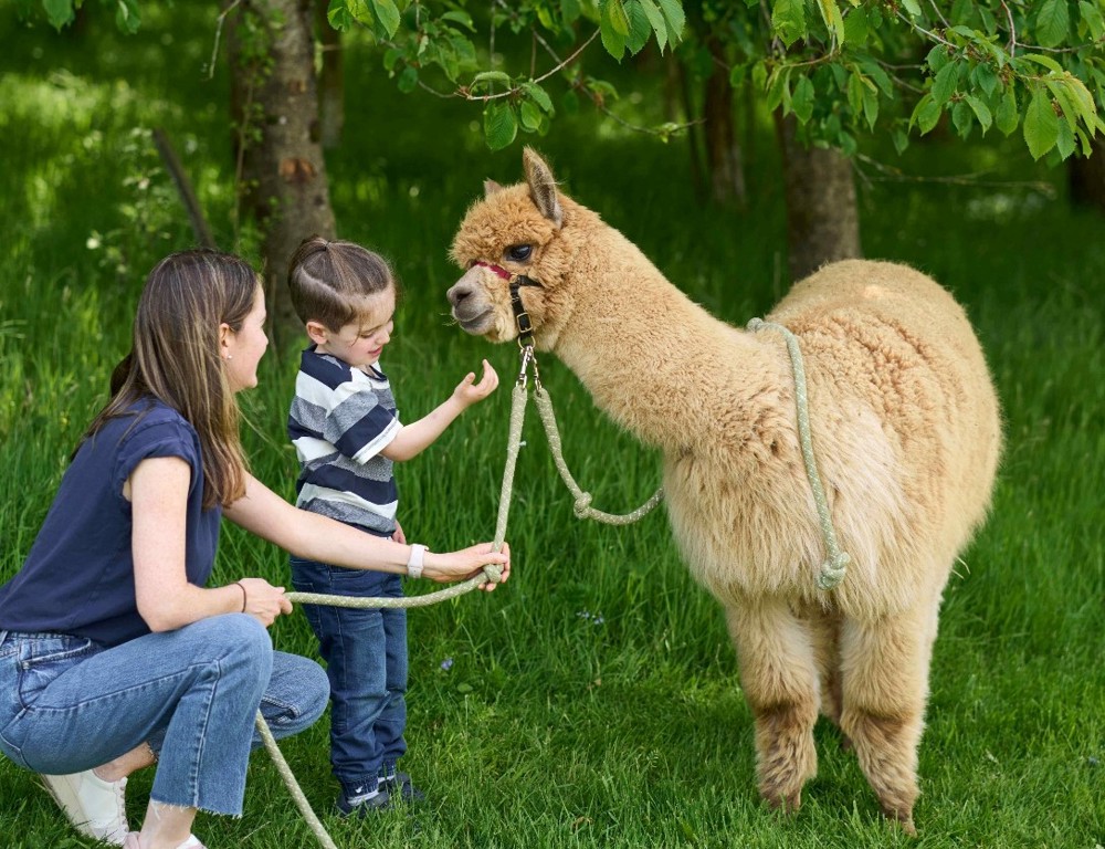 Alpaca Trekking