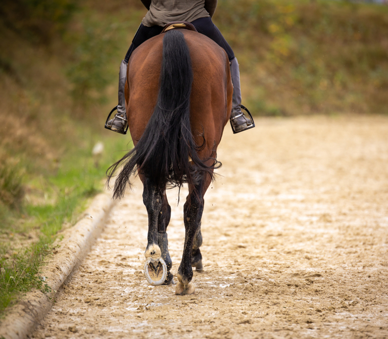 Horse Riding Private Lesson