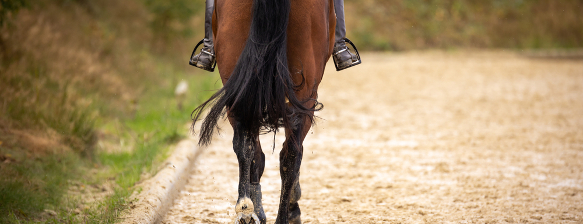 Horse Riding Private Lesson