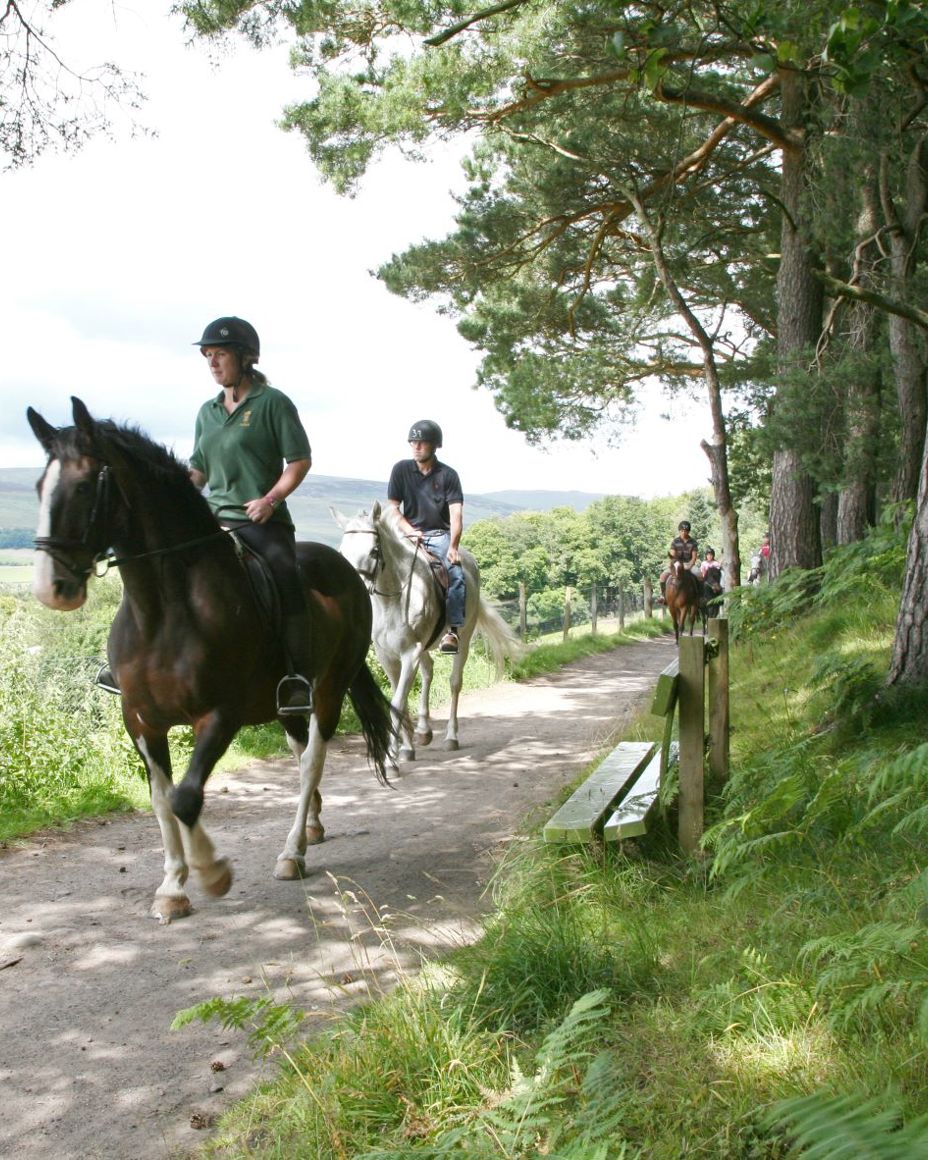 Horse Riding Hack