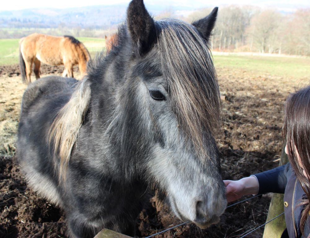 Horse Riding Hack