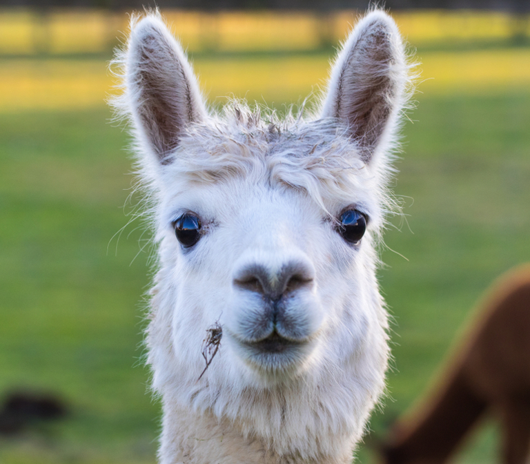 Alpaca Trekking